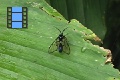 Scene 017_Blue bodied transparent wing dayflying moth on leaf